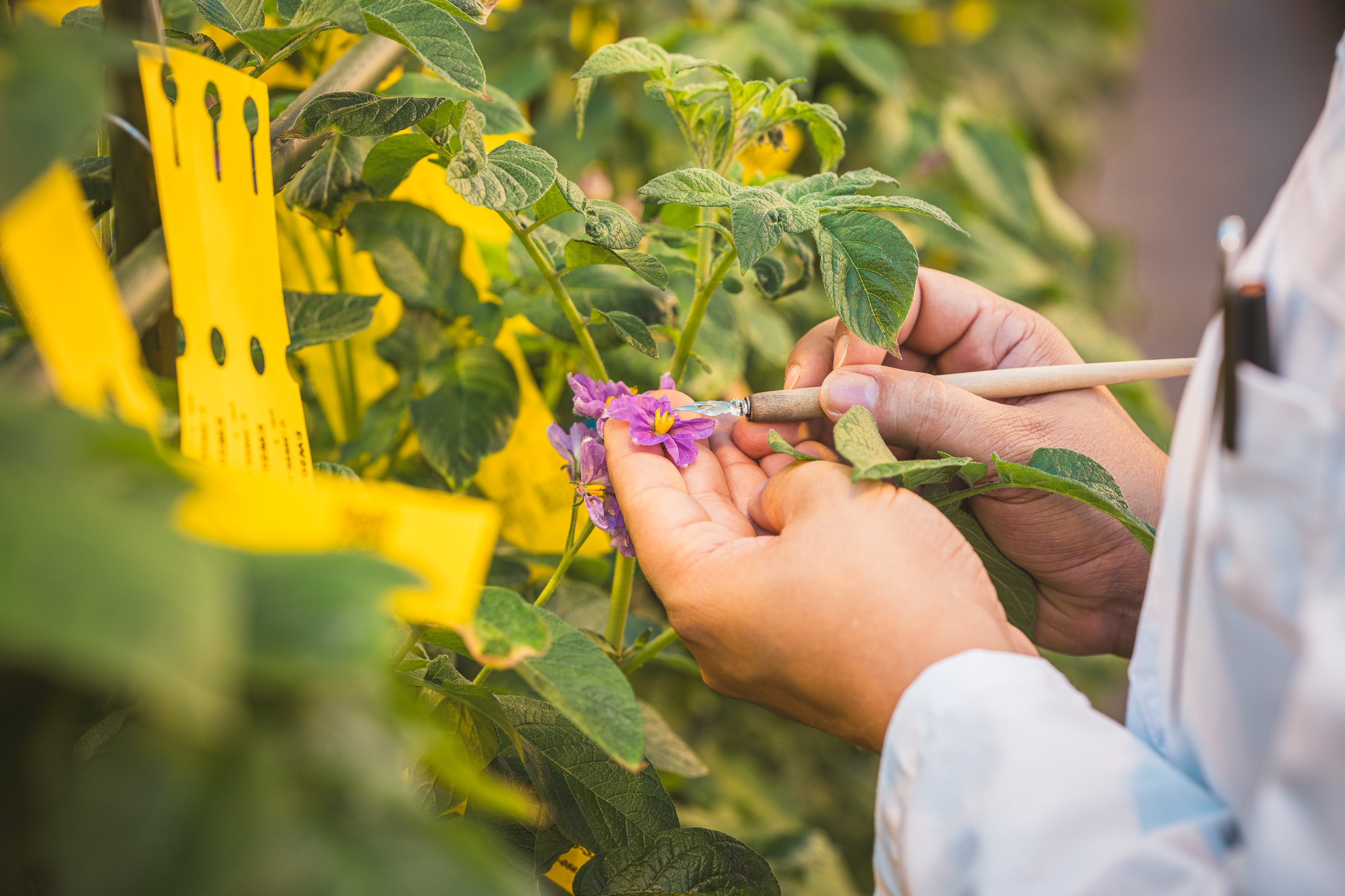 aardevo_pink_flowers_working_hands_greenhouse.jpg